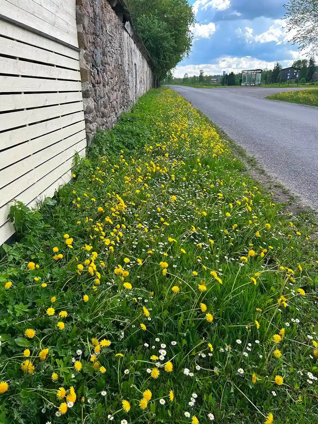 Ennen nurmikon siistimistä