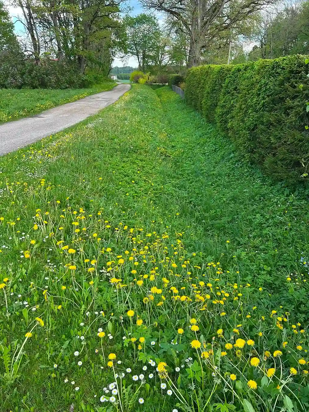 Ennen nurmikon siistimistä