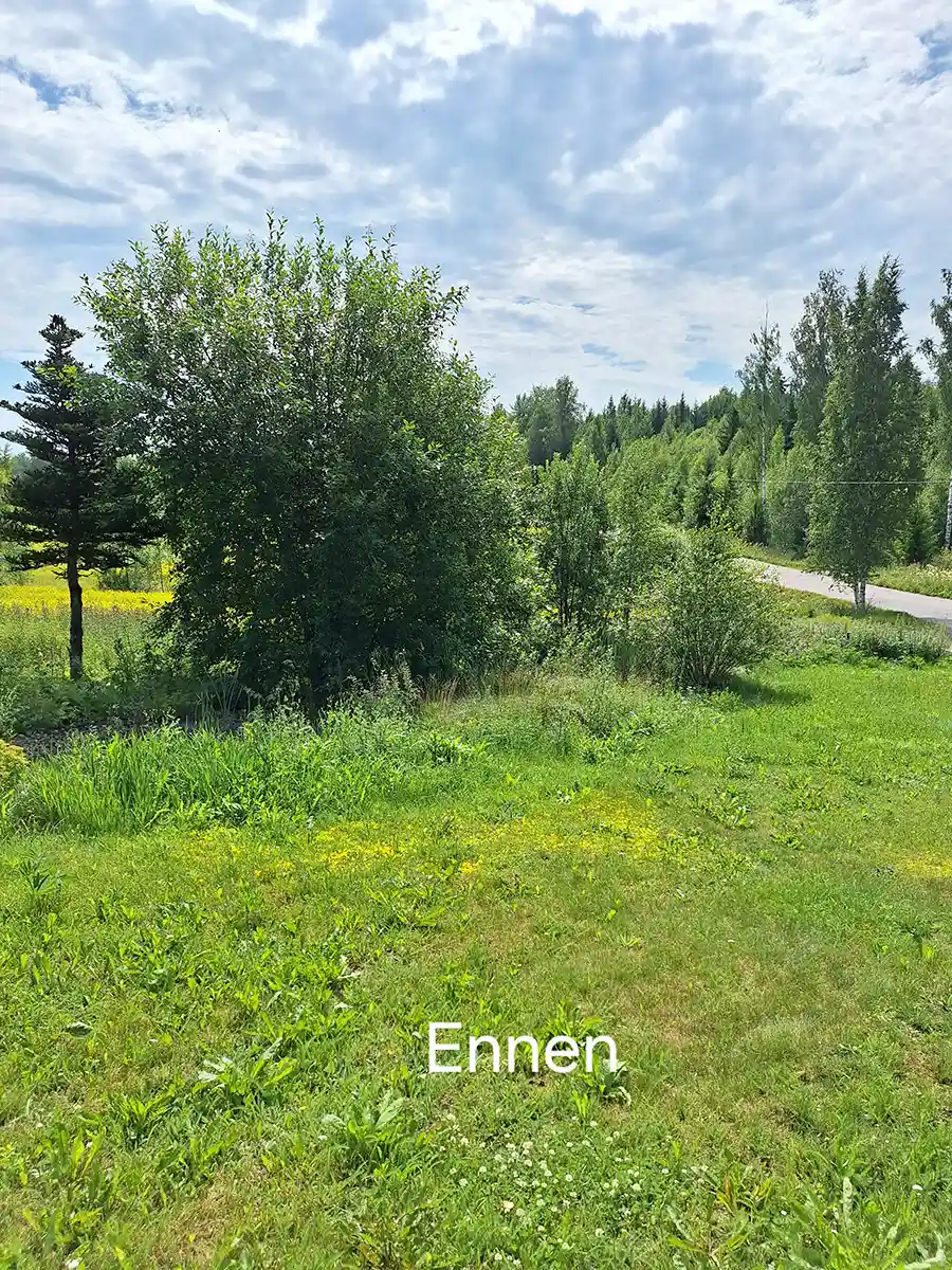 Laaja nurmikko ennen siistimistä